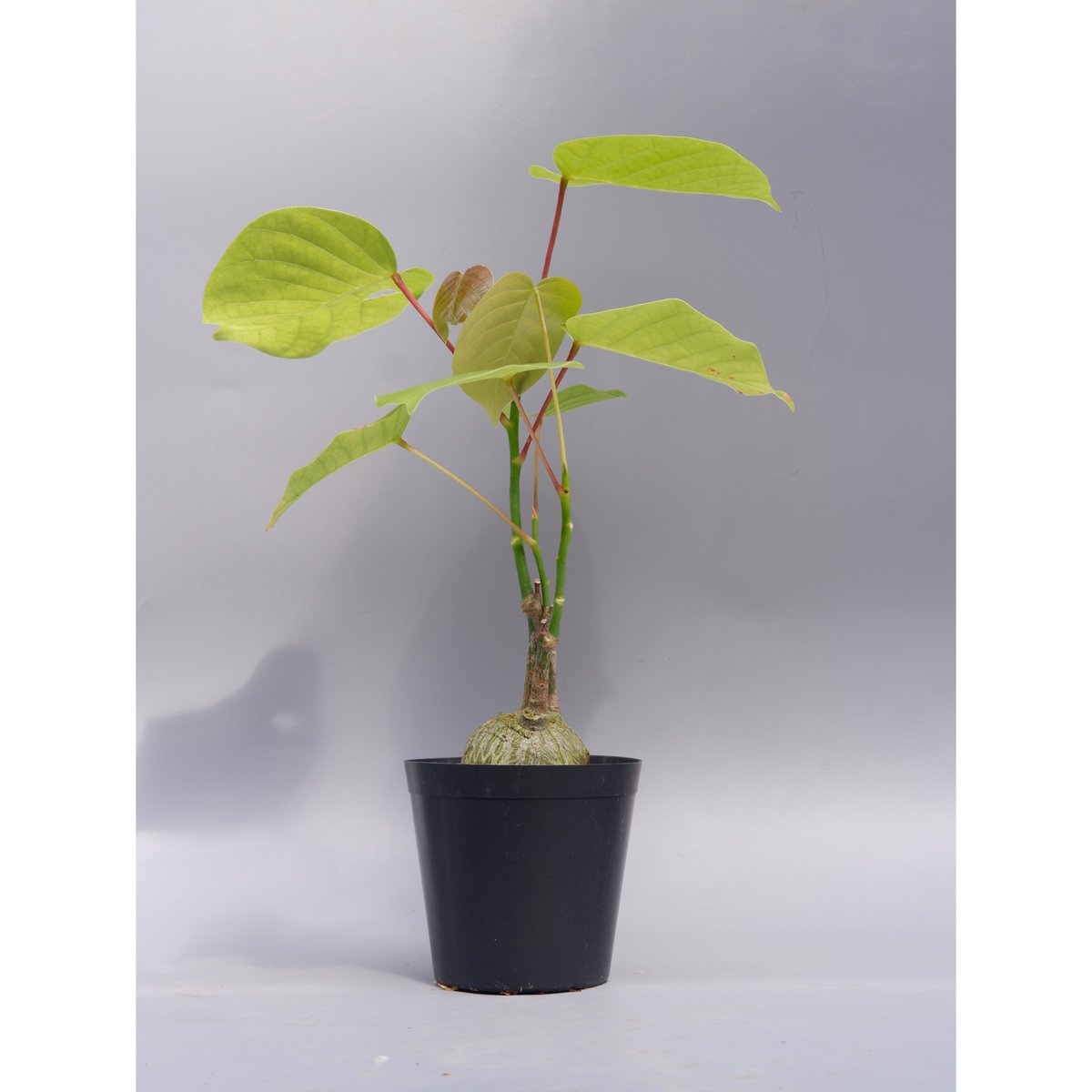 【最終値下げ】　ボンバックス ボンバックス・エリプティクム | 多肉植物・特別な鉢の販売