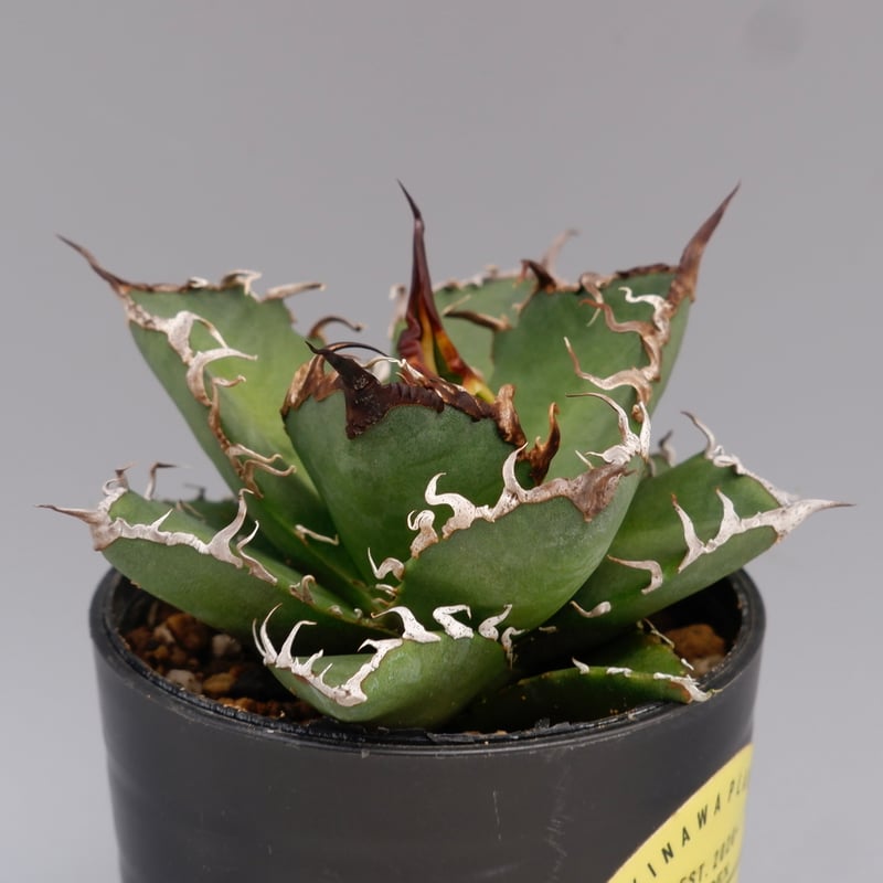 アガベ　チタノタ　シーザー　136 アガベ チタノタ シーザー Agave titanota caesar 136 | Sunny