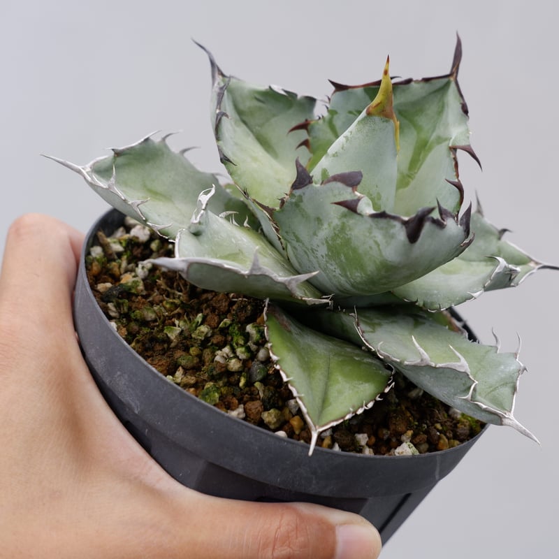 アガベ チタノタ ブラックアンドブルー Agave titanota BB 032 | Sun