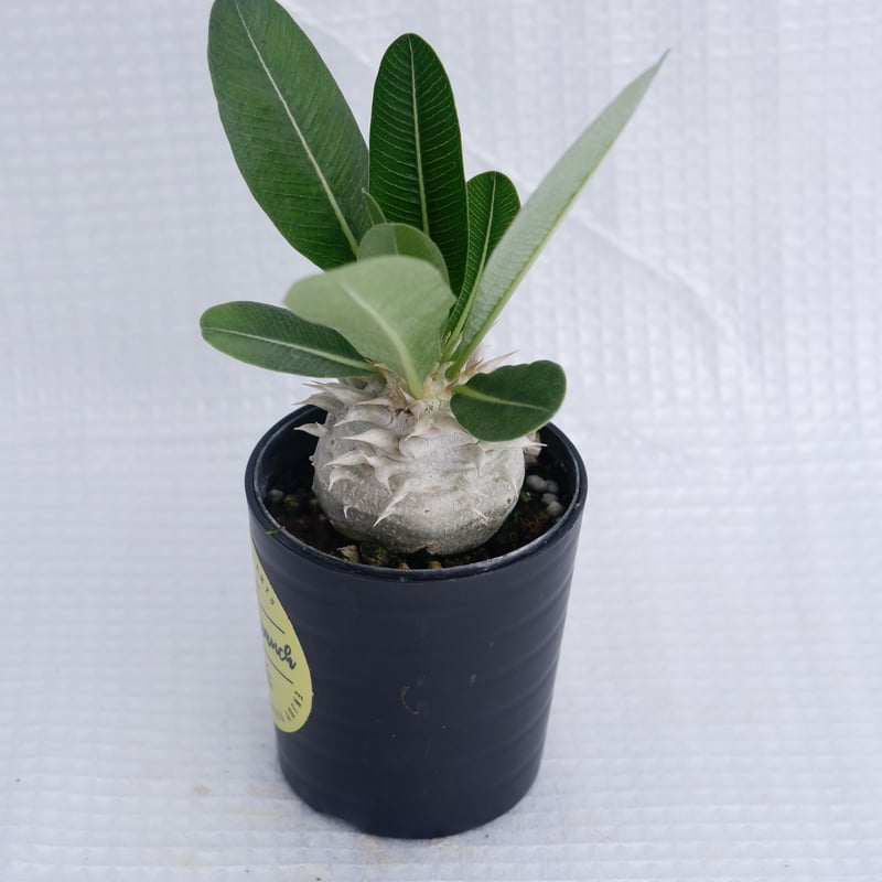 パキポディウム 白花 恵比寿笑い 実生株 Pachypodium brevicaule