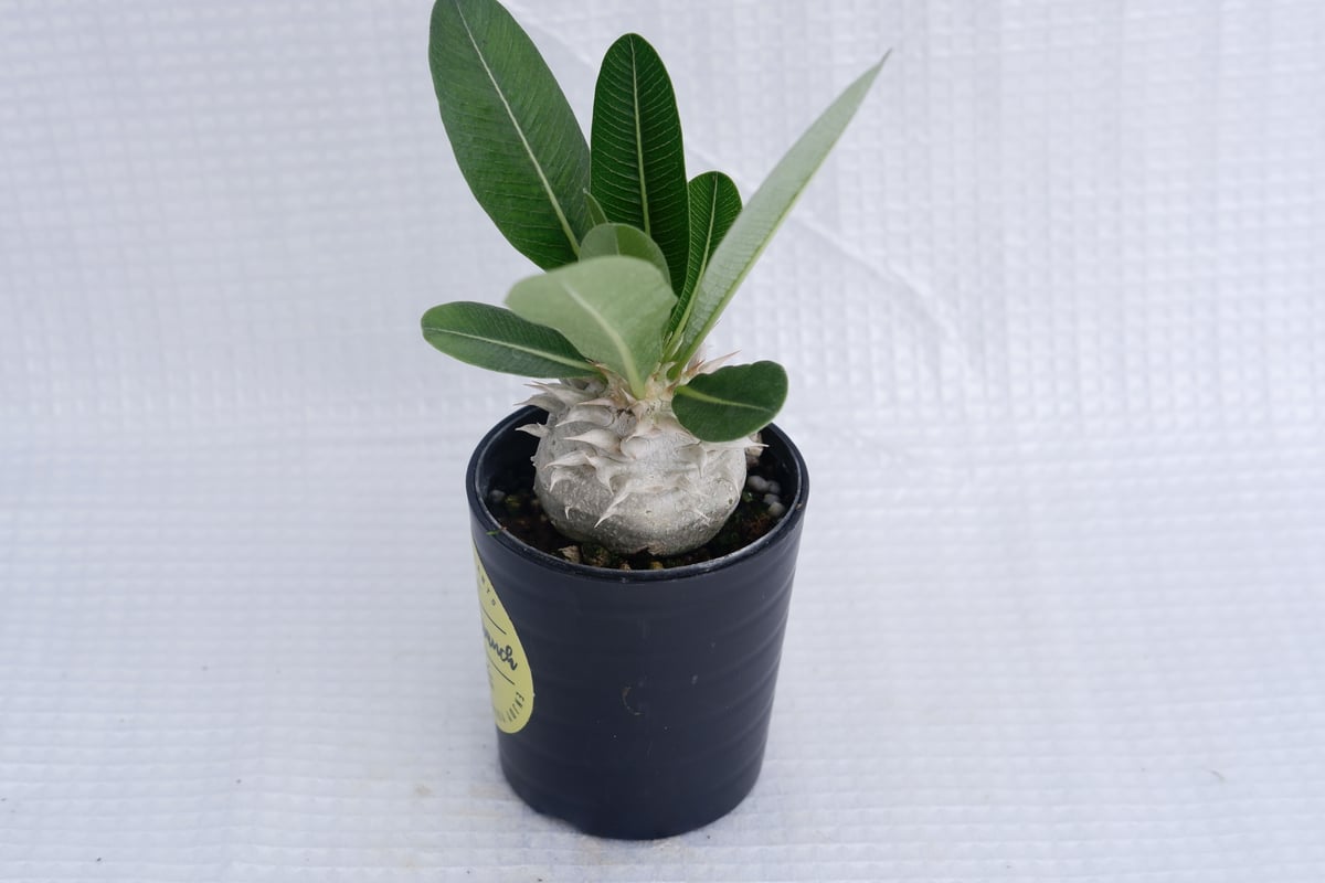 パキポディウム 恵比寿笑い Pachypodium brevicaule ② Pachypodium brevicaule 