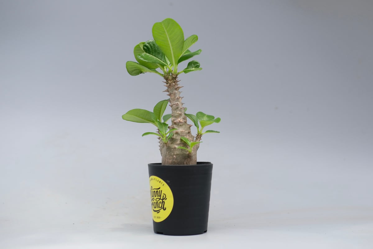 パキポディウム ウィンゾリー 実生株 055 Pachypodium windsorii |