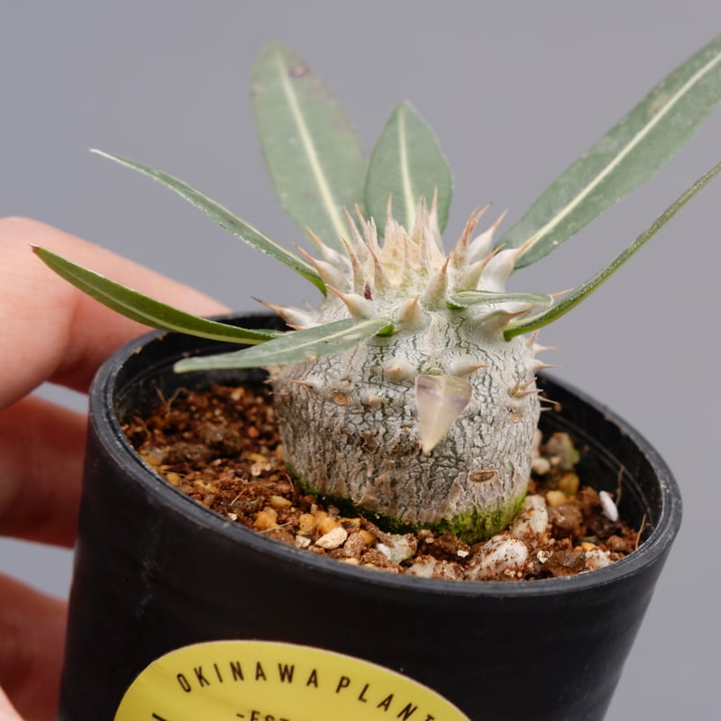 パキポディウム・ロスラーツム実生(群生株) ザ・ファームセレクト]パキポディウム：ロスラーツム （実生株