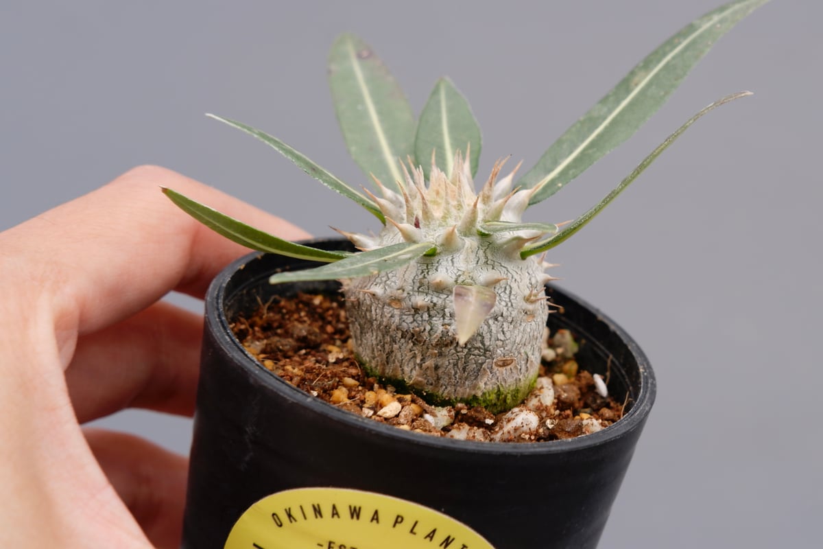 パキポディウム ロスラーツム 実生株 005 Pachypodium rosulatum ve
