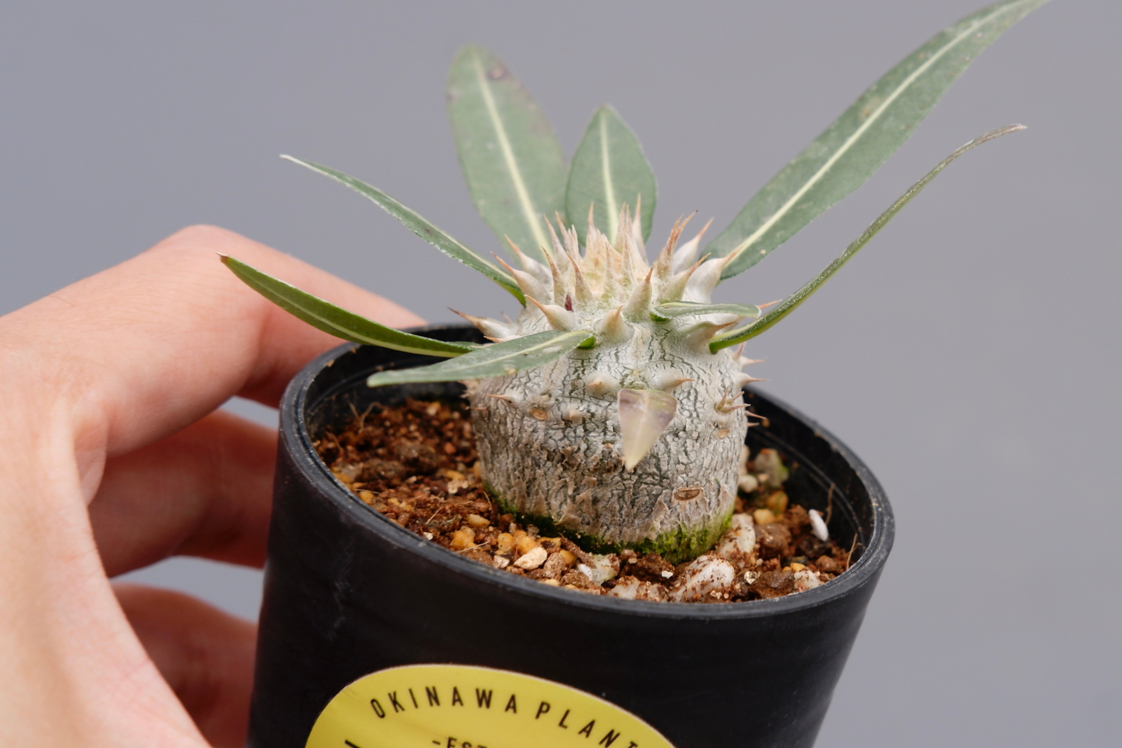 パキポディウム ロスラーツム 実生株 005 Pachypodium rosulatum ve