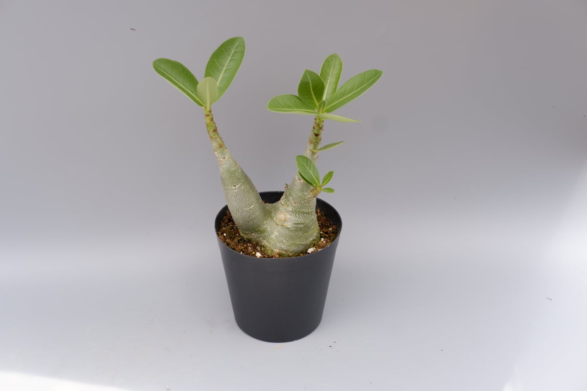 アデニウム ソマレンセ 実生株 Adenium somalense 005 | Sunny B