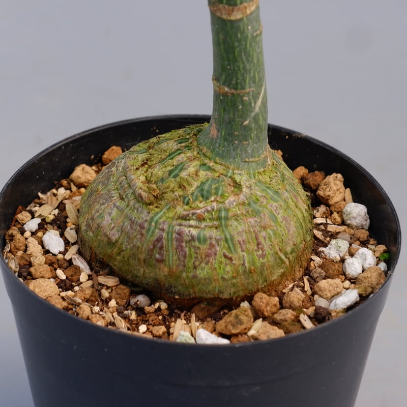 ボンバックス ボンバックス | いぶすき観葉植物｜観葉のまち指宿