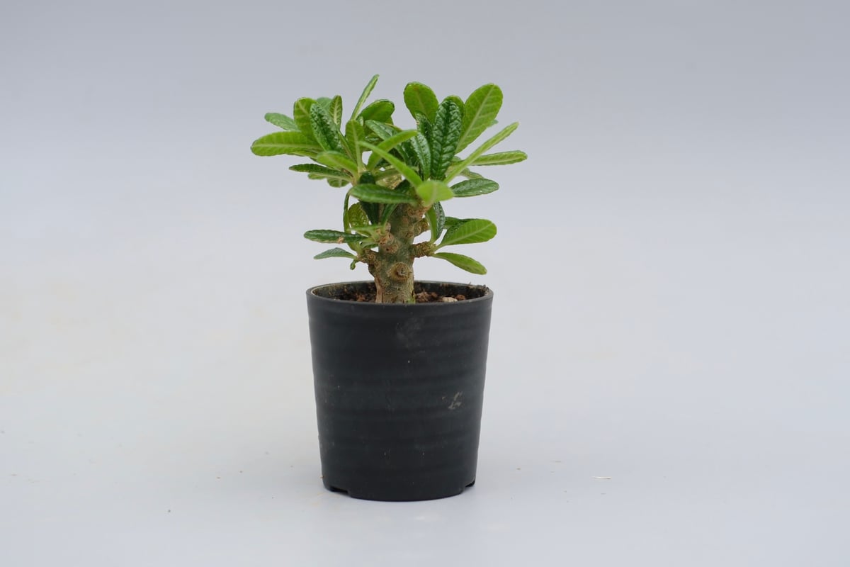 ドルステニア ギガス044 Dorstenia gigas | Sunny Branch