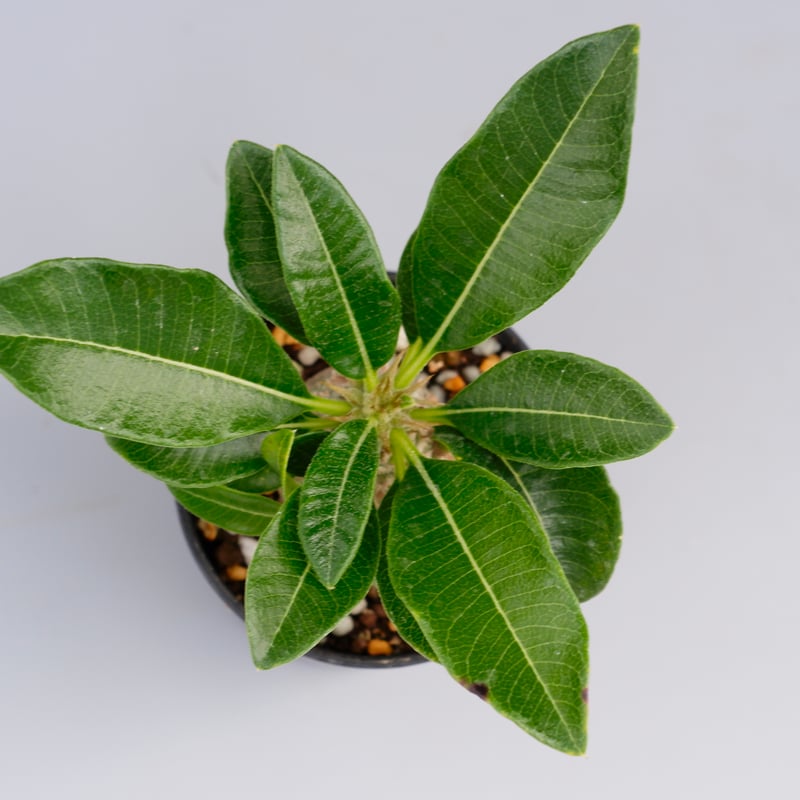 パキポディウム ウィンゾリー 実生株 014 Pachypodium windsorii パキポディウム ウィンゾリー 実生株 014 Pachypodium windsorii