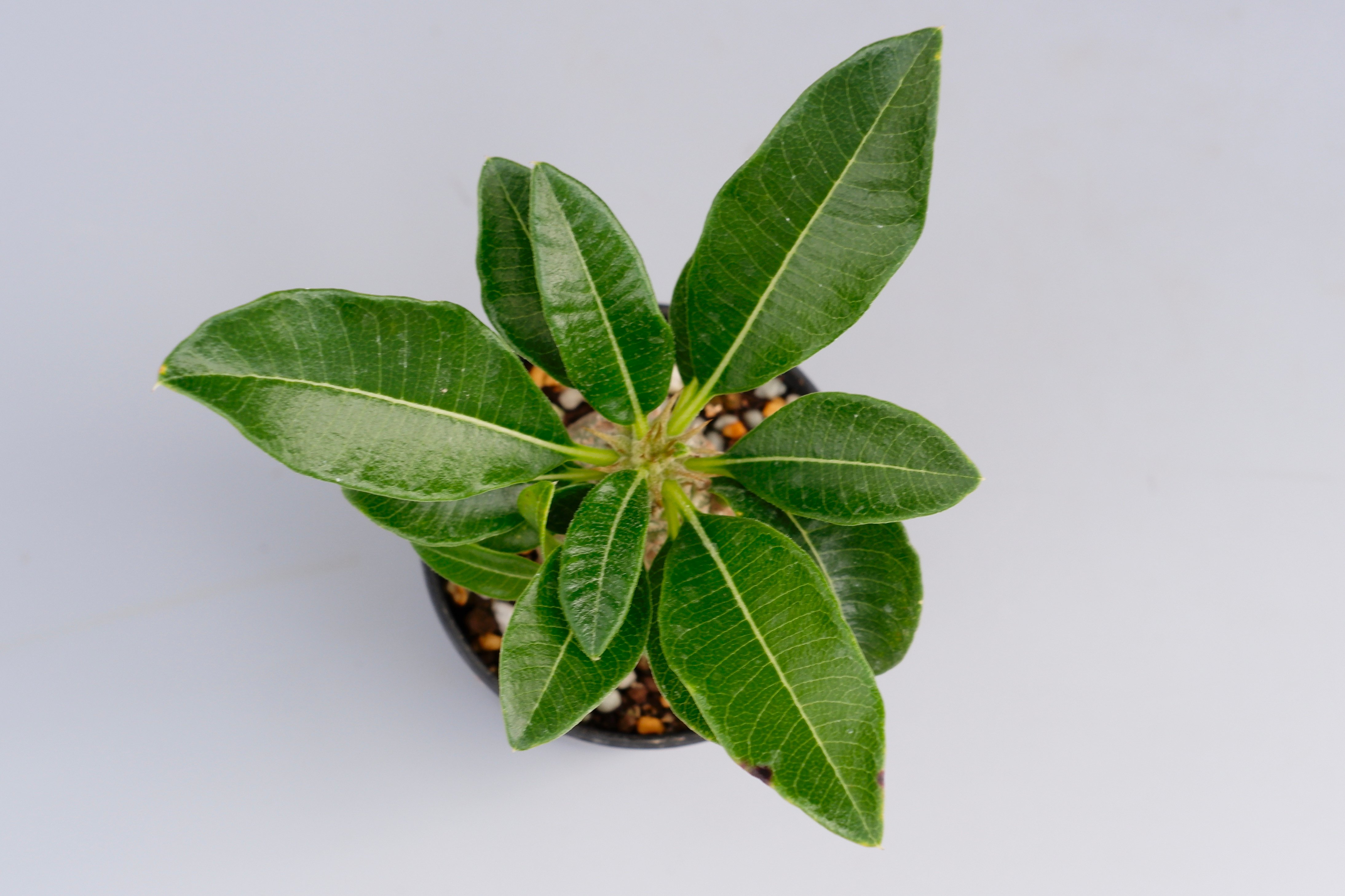 パキポディウム ウィンゾリー 実生株 014 Pachypodium windsorii |