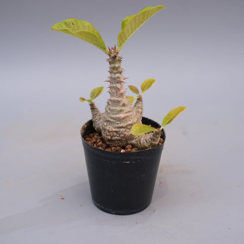 国内実生株　パキポディウム ウィンゾリー　② パキポディウム ウィンゾリー 【実生】GM2402207 | RAFLUM / ラフラム