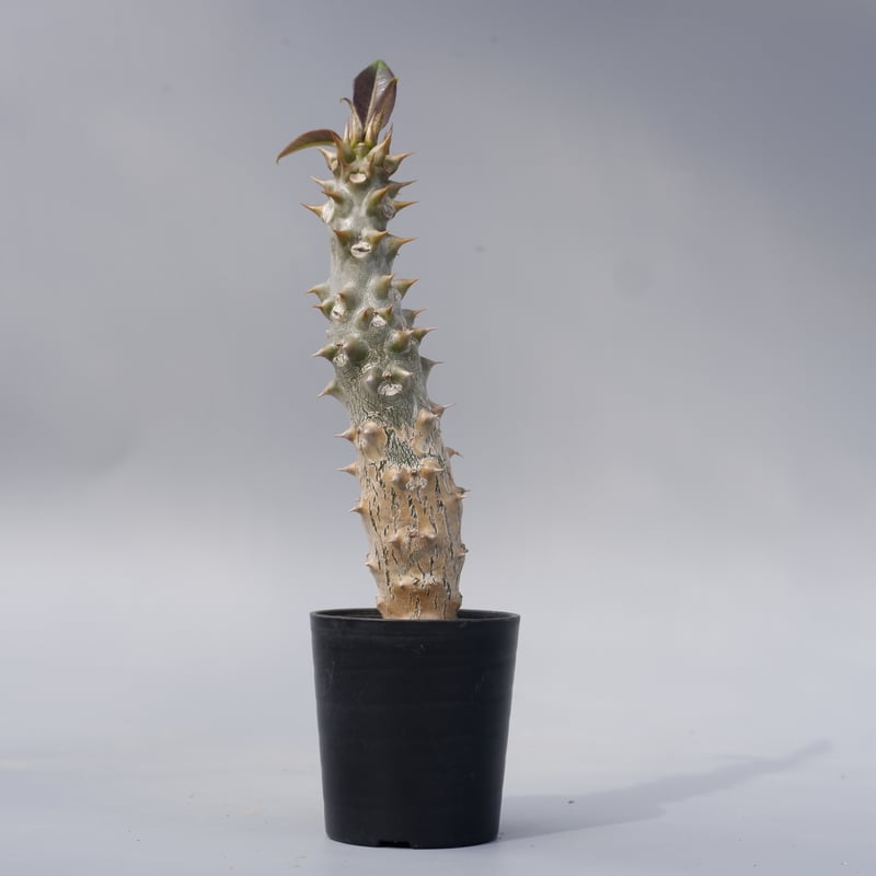 パキポディウム バロニー実生株024 Pachypodium baronii | Sunny