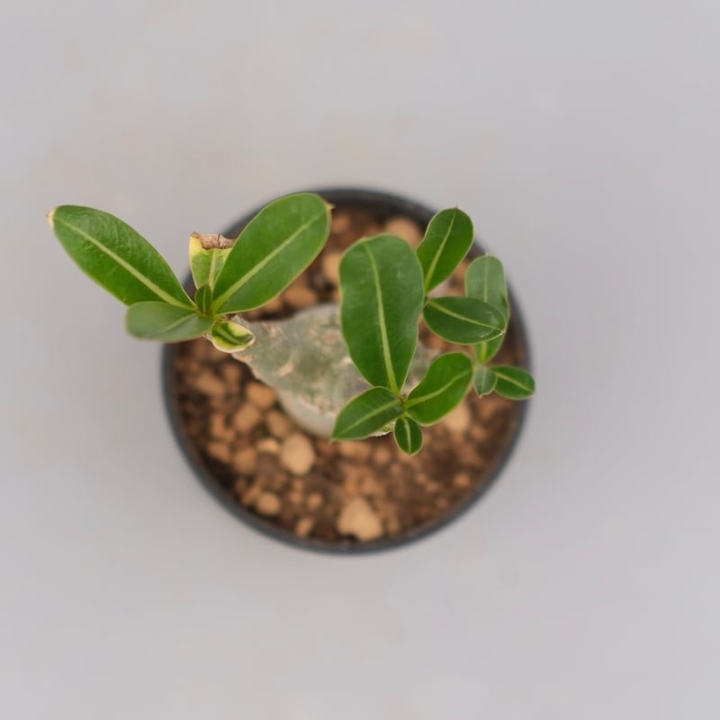 アデニウム アラビカム 実生株 Adenium arabicum 003 | Sunny B