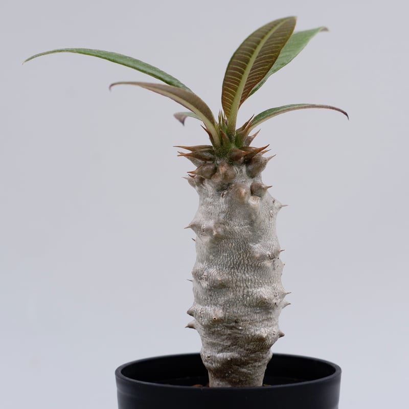パキポディウム バロニー実生株010 Pachypodium baronii | Sunny
