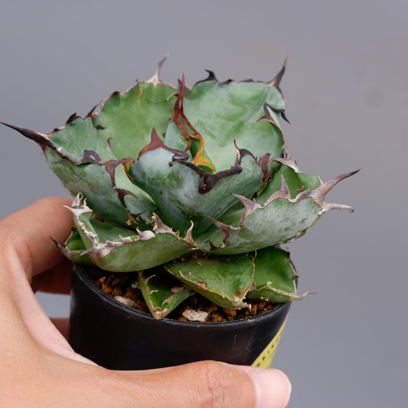アガベ チタノタ ブラックアンドブルー Agave titanota BB 089 | Sun