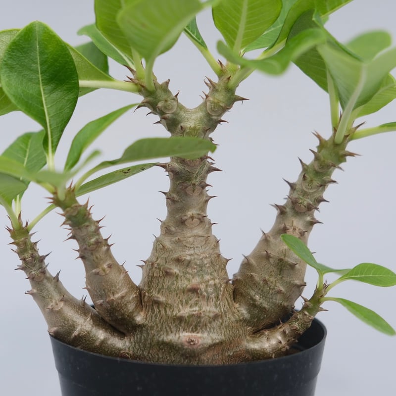 パキポディウム ウィンゾリー 実生株 075 Pachypodium windsorii |