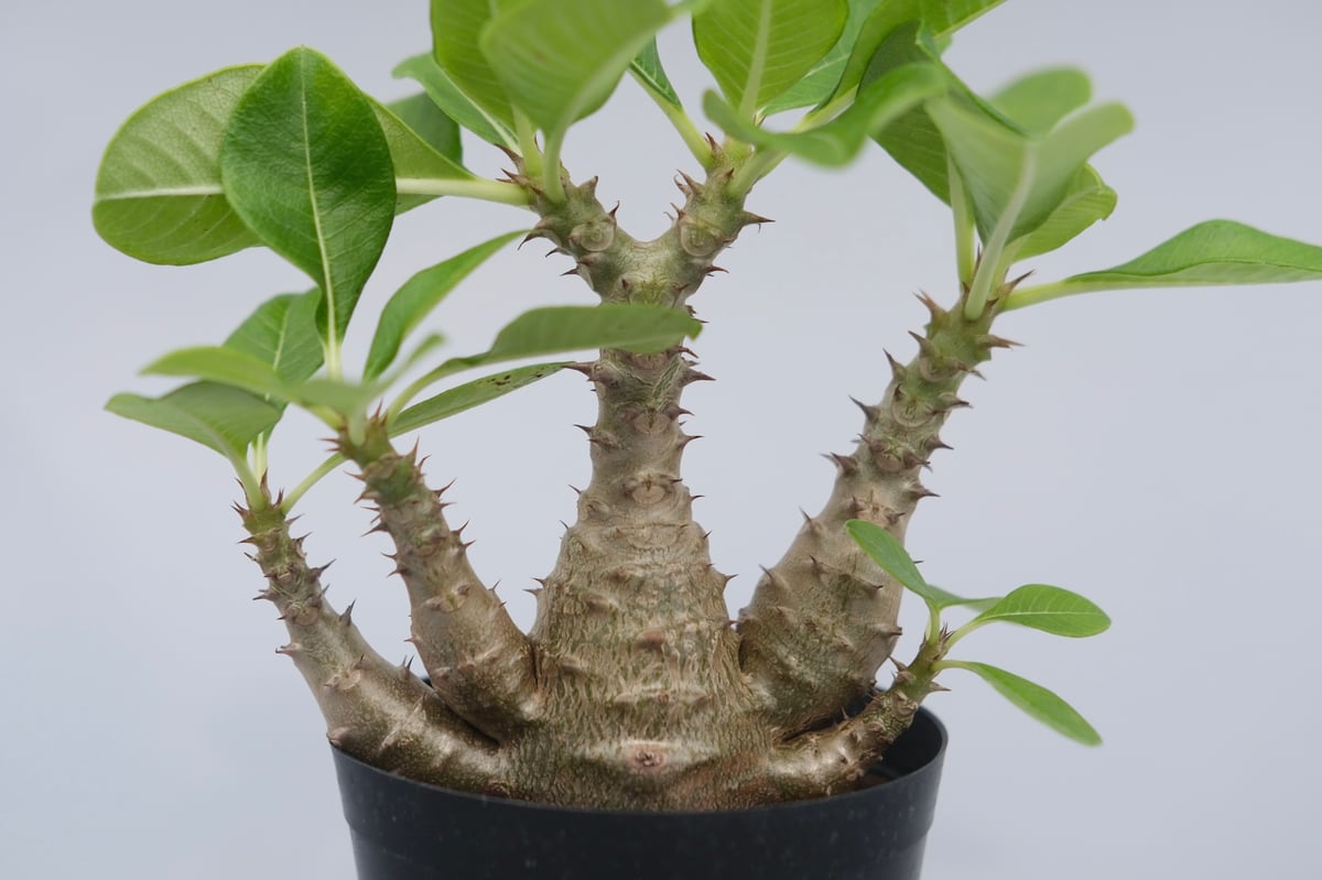 パキポディウム ウィンゾリー 実生株 075 Pachypodium windsorii |