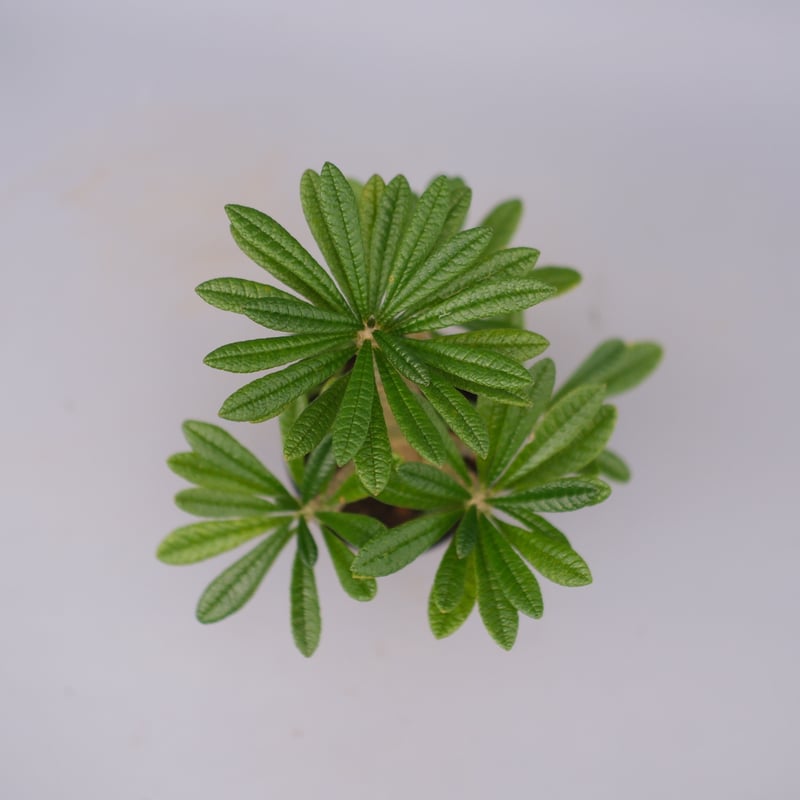 ドルステニア ギガス056 Dorstenia gigas | Sunny Branch