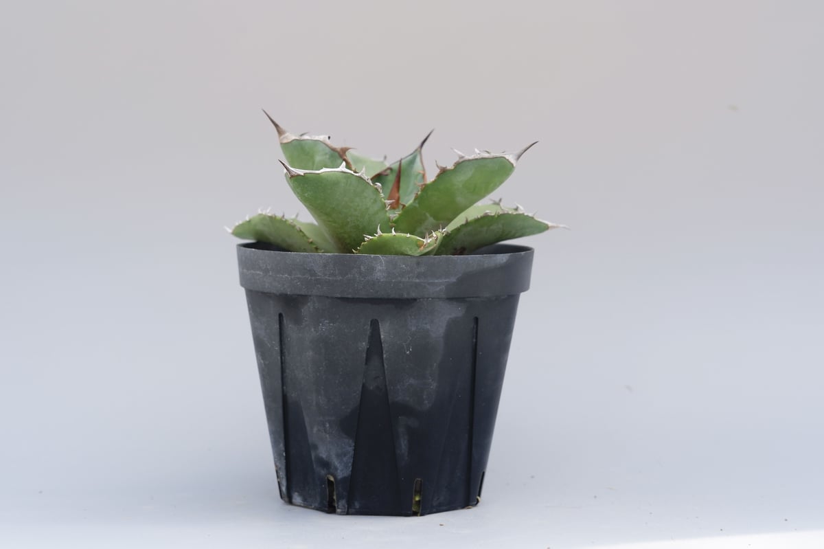 アガベ オテロイ 実生株 Agave oteroi seeding 042 | Sunny アガベ オテロイ 実生株 Agave oteroi seeding 042 | Sunny