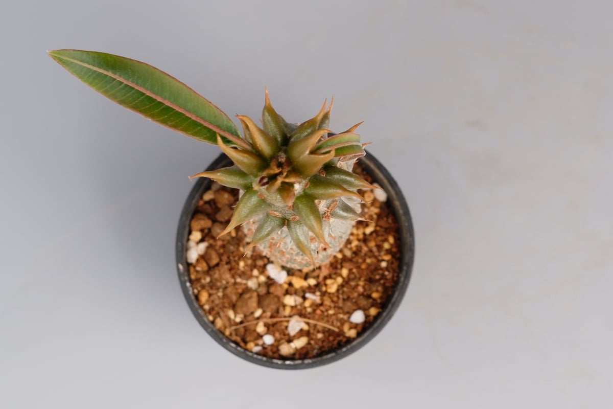 パキポディウム バロニー実生株021 Pachypodium baronii | Sunny