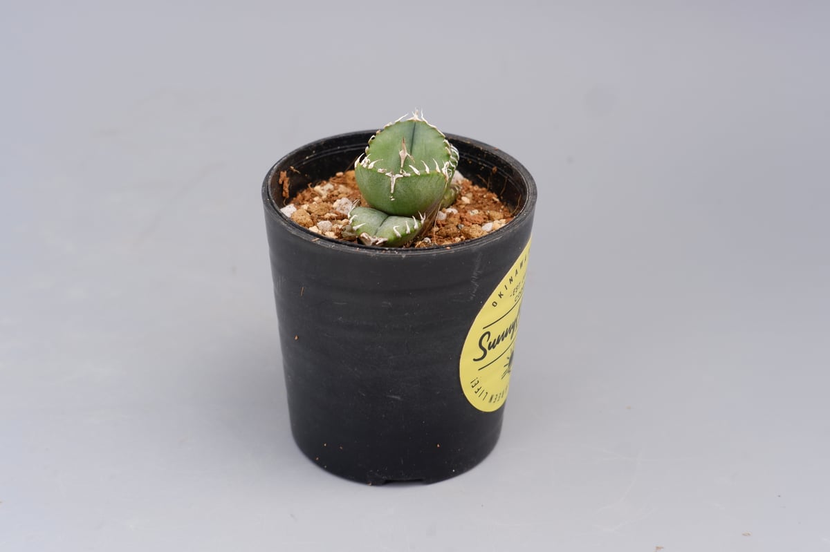 アガベ オテロイ 実生株 Agave oteroi seeding 088 | Sunny