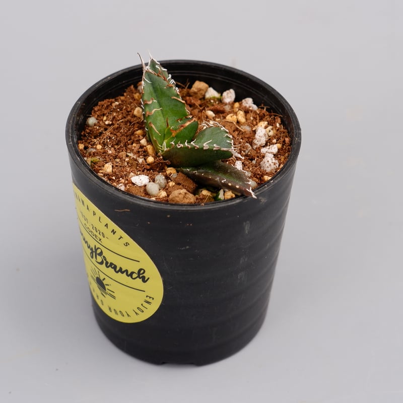 アガベ チタノタ シーザー Agave titanota caesar 053 | Sunny
