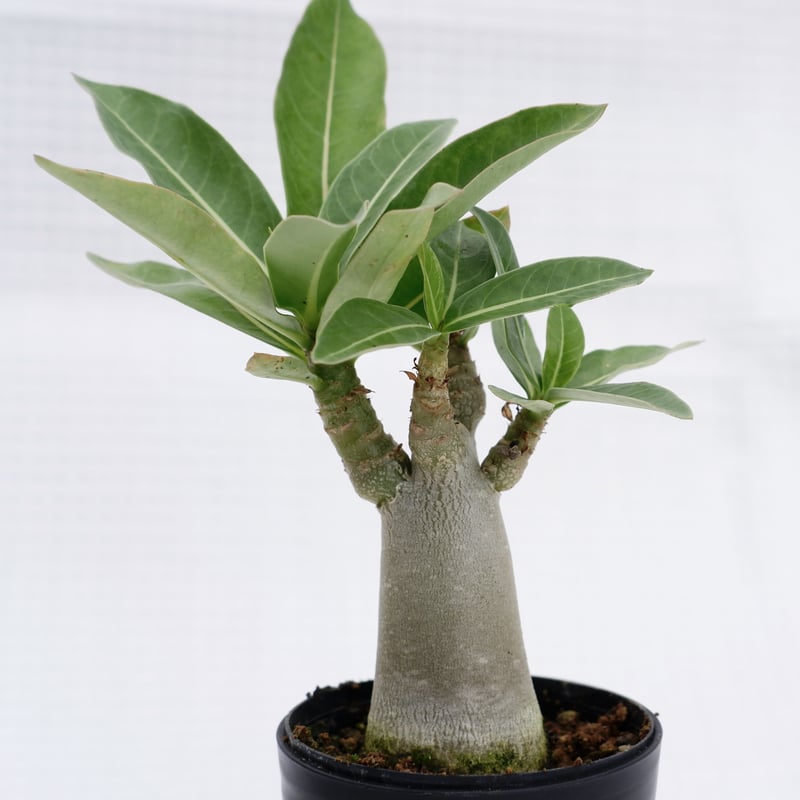 アデニウム ブラックソマレンセ 実生株 Adenium somalense var. bla