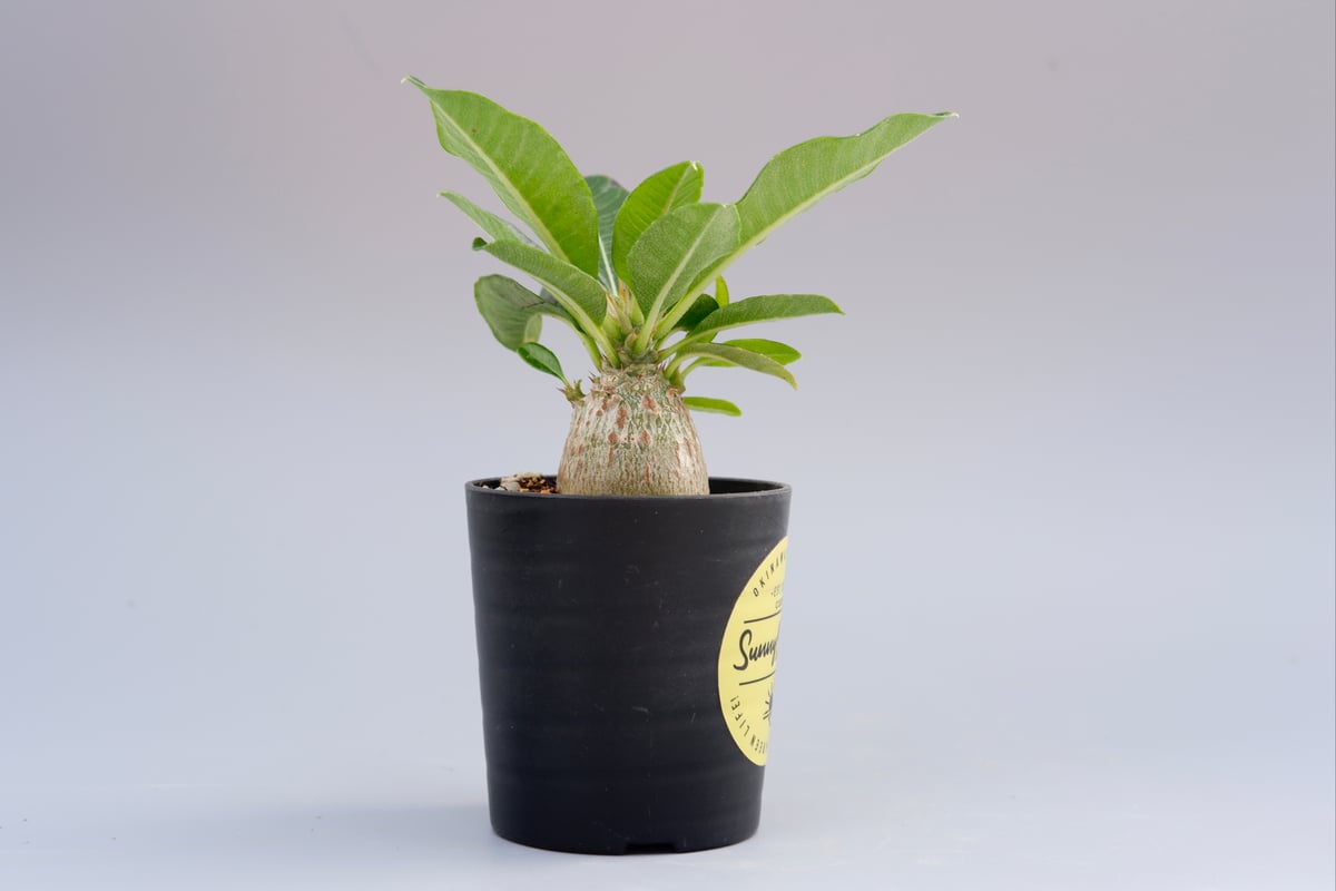 パキポディウム ウィンゾリー 実生株 014 Pachypodium windsorii パキポディウム ウィンゾリー 実生株 014 Pachypodium windsorii