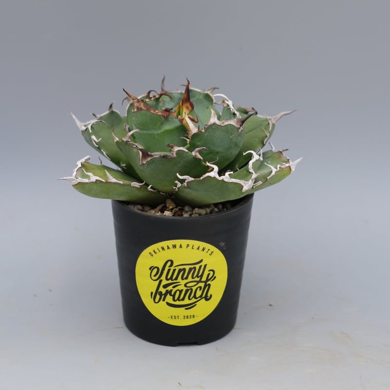 アガベ チタノタ 白鯨 Agave titanota white whale 222 | Su