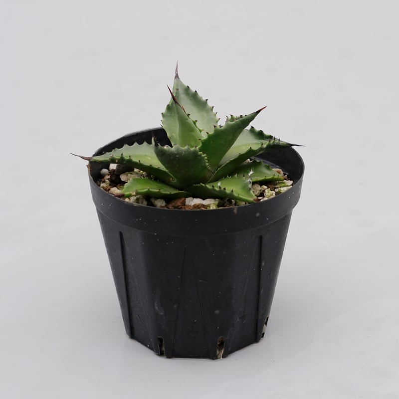 アガベ サロモニー・アガベ マグニフィカ 002 Agave salomonii Agave
