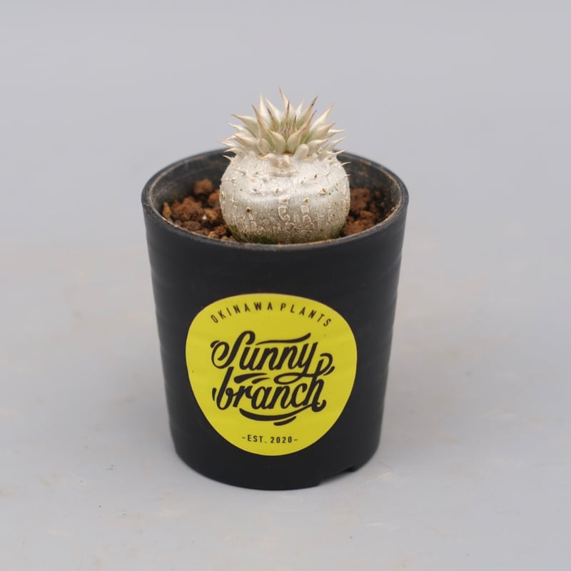 ●レア種 現地株 Pachypodium enigmaticum. Pachypodium enigmaticum No.2 【パキポディウム・エニグマティ