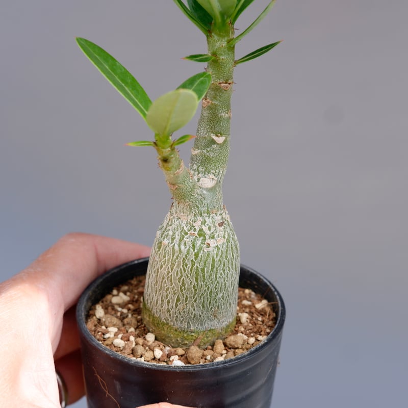 アデニウム アラビカム ブラックステム 実生株 Adenium arabicum Black