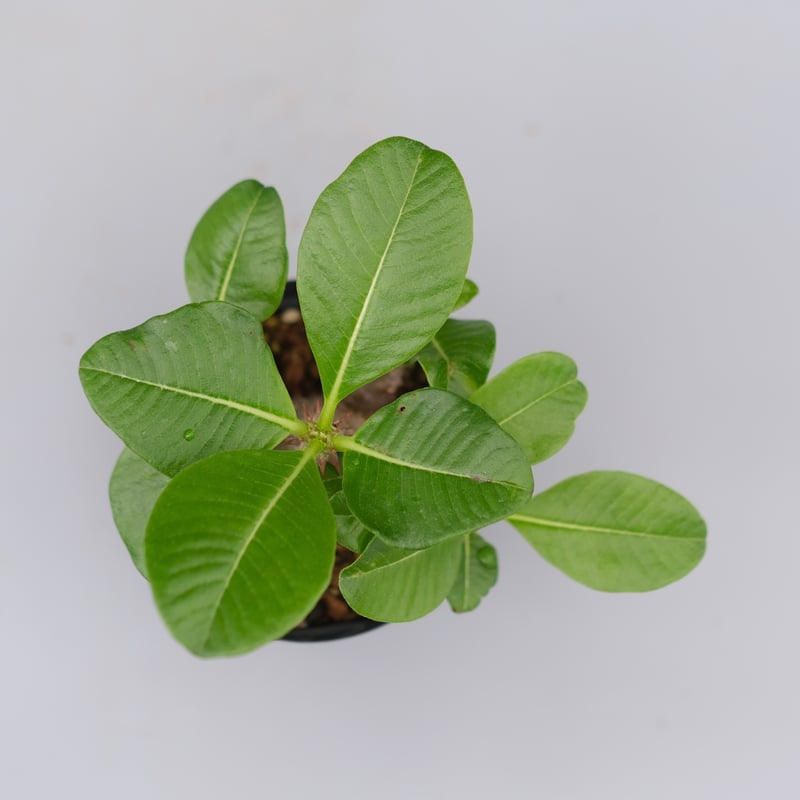 パキポディウム ウィンゾリー 実生株 033 Pachypodium windsorii |