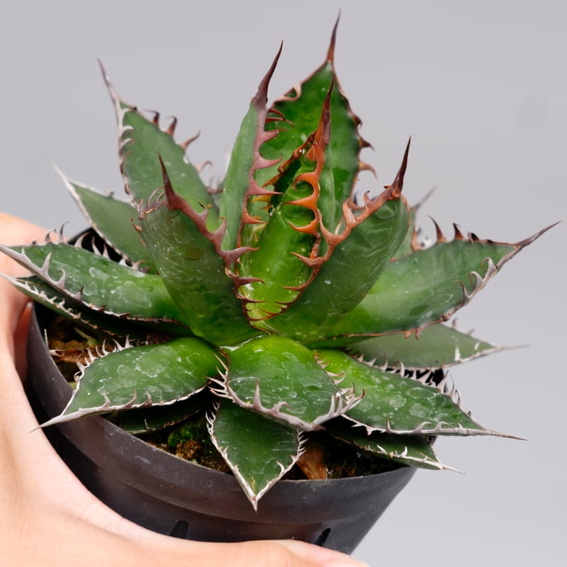 アガベ ホリダ 040 Agave horrida 強棘 | Sunny Branch