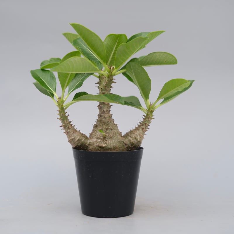 パキポディウム ウィンゾリー 実生株 077 Pachypodium windsorii |