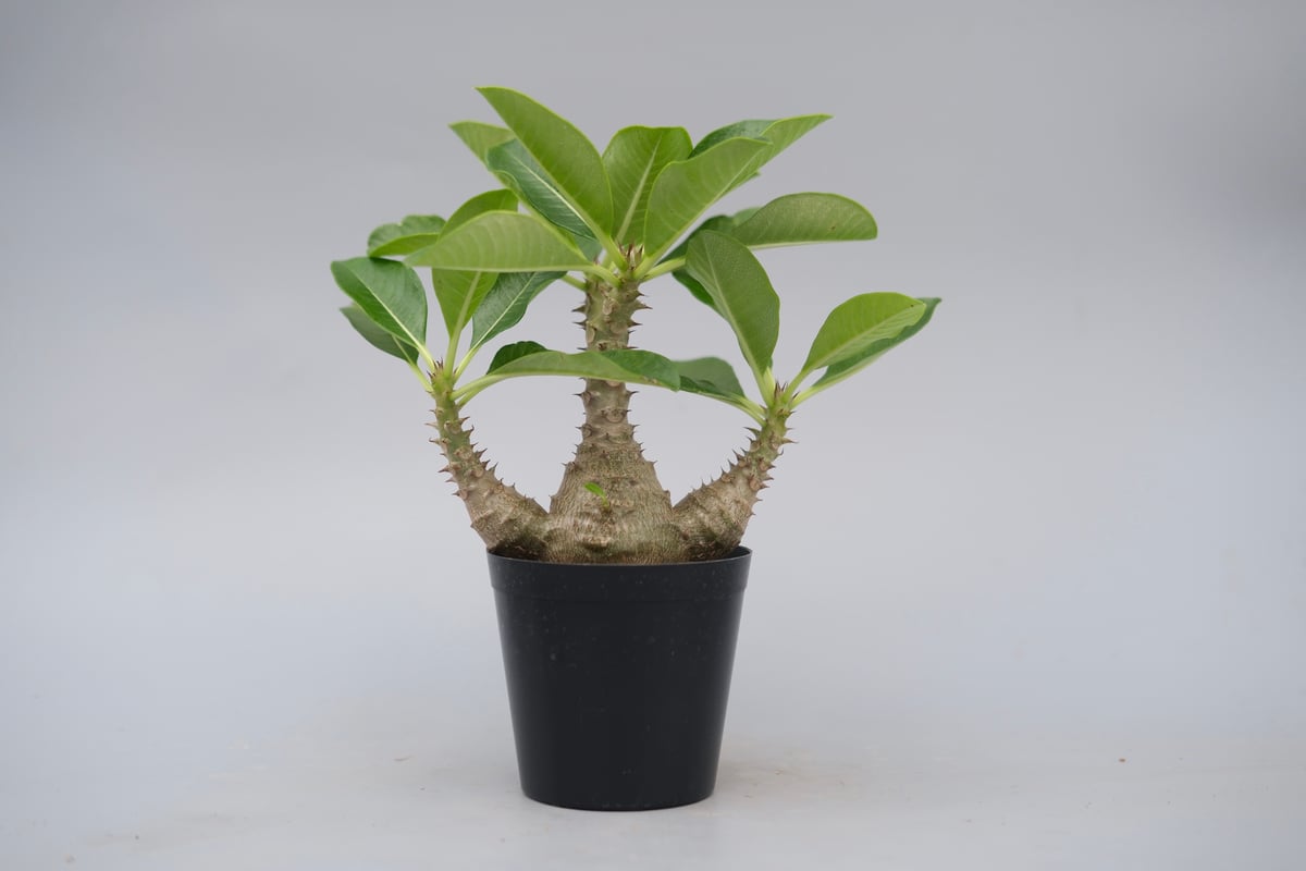 パキポディウム ウィンゾリー 実生株 077 Pachypodium windsorii |