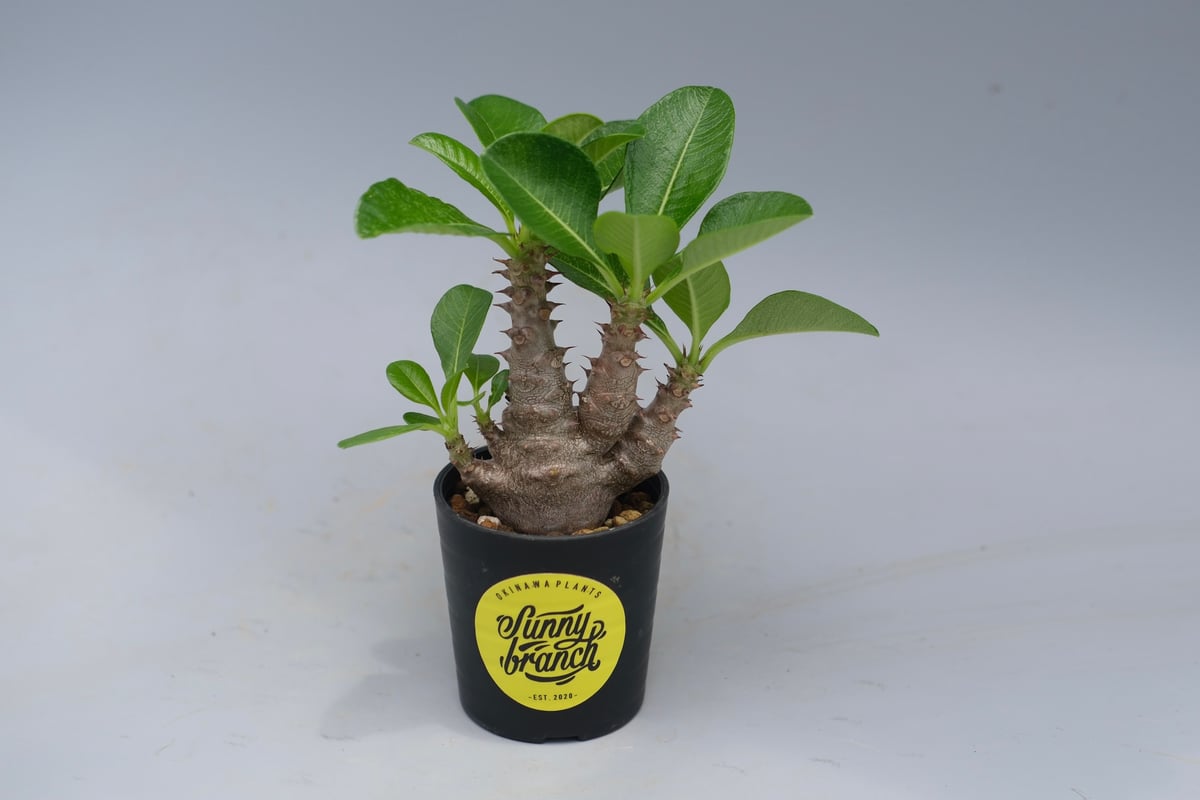 135 実生株 ウィンゾリー パキポディウム パキポディウムウィンゾリー実生 Pachypodium | windsorii 塊根植物・コーデックス