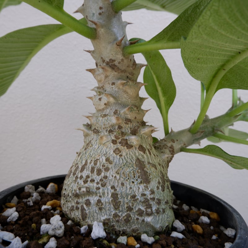 パキポディウム ウィンゾリー 001 Pachypodium windsorri | Sunn