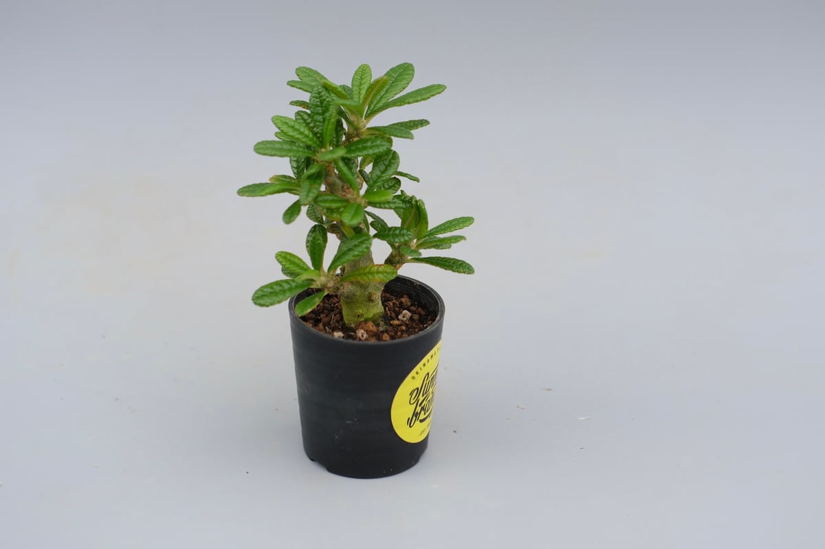 ドルステニア ギガス043 Dorstenia gigas | Sunny Branch