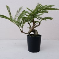 アグラオネマ リリアン Aglaonema 002 | Sunny Branch