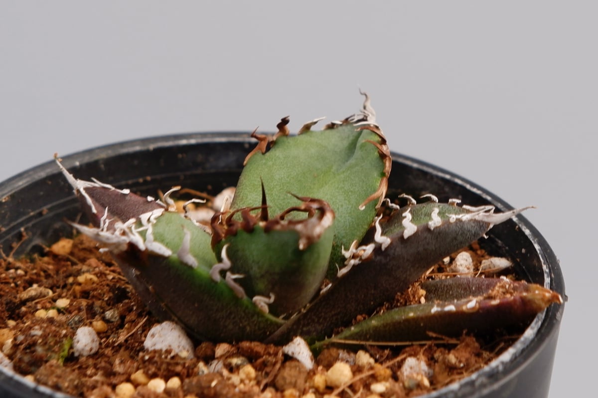 アガベ チタノタ シーザー Agave titanota caesar 074 | Sunny