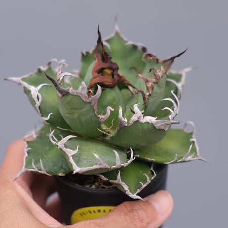 アガベシーザー | STORES