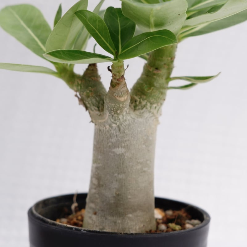 アデニウム アラビカム ブラックステム 実生株 Adenium arabicum Black...