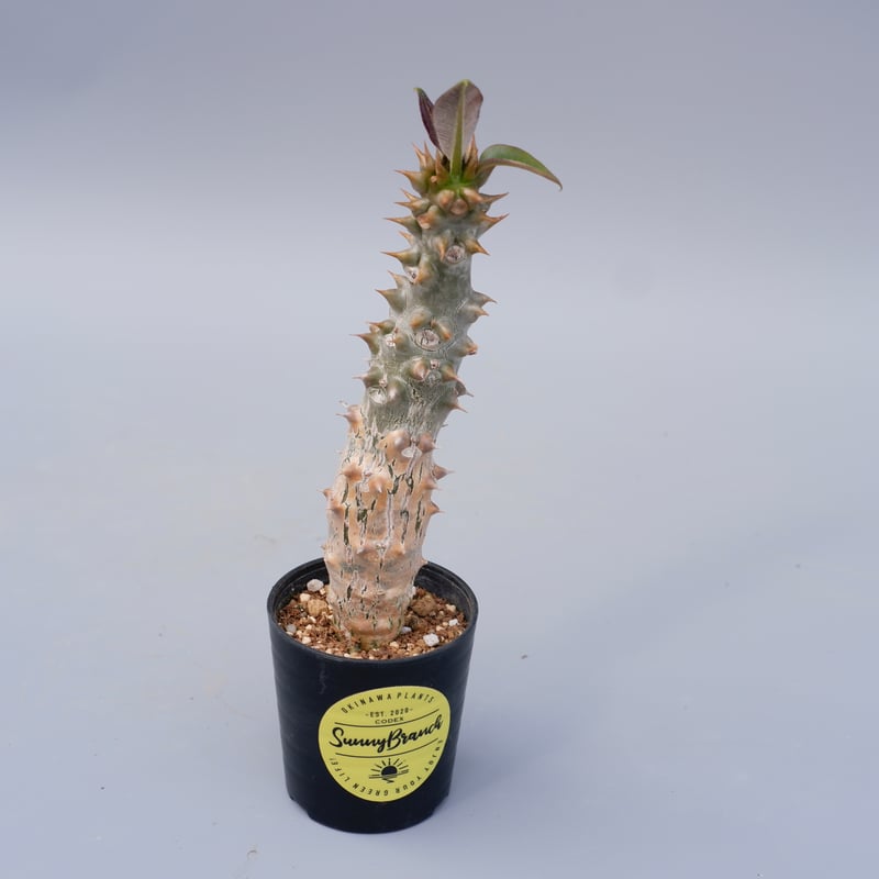 パキポディウム バロニー実生株024 Pachypodium baronii | Sunny