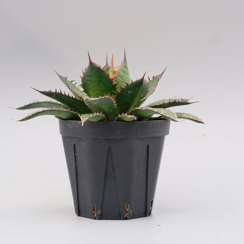 アガベ ホリダ 強棘 アガベ ホリダ 039 Agave horrida 強棘 | Sunny Branch