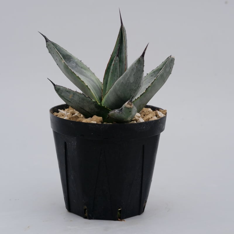 アガベ シャークバイト001 Agave Sharkbite | Sunny Branch