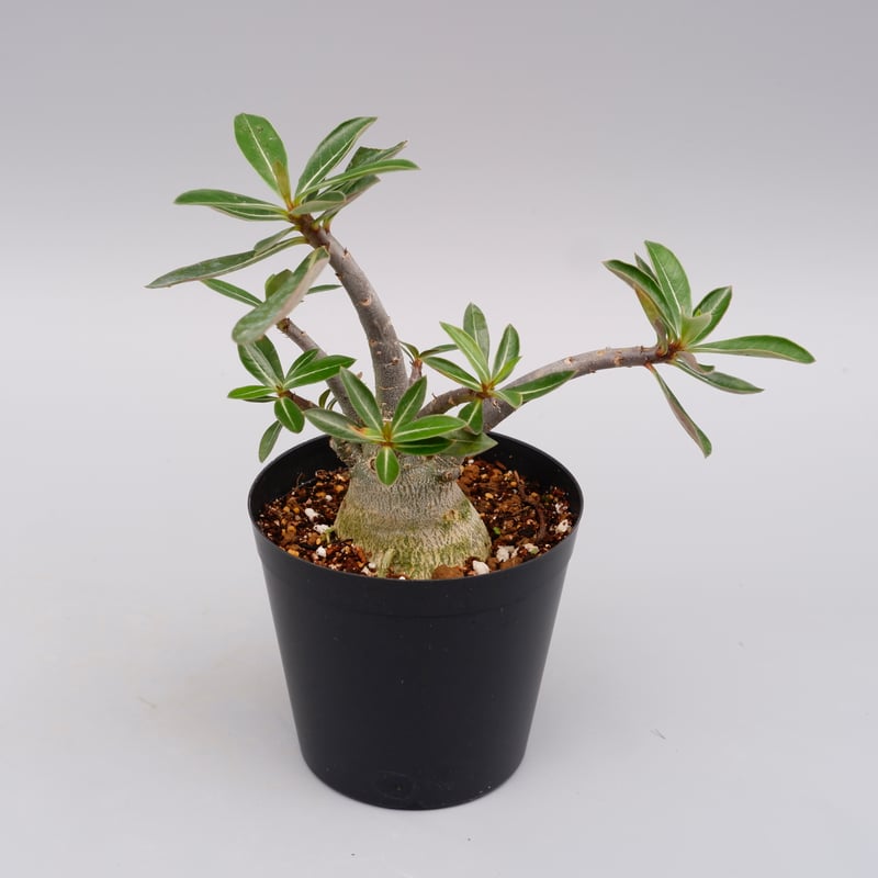 アデニウム　ソマレンセ　超大株 Adenium Somalense アデニウム ソマレンセ 発根済現地株 #1 | BONDEX