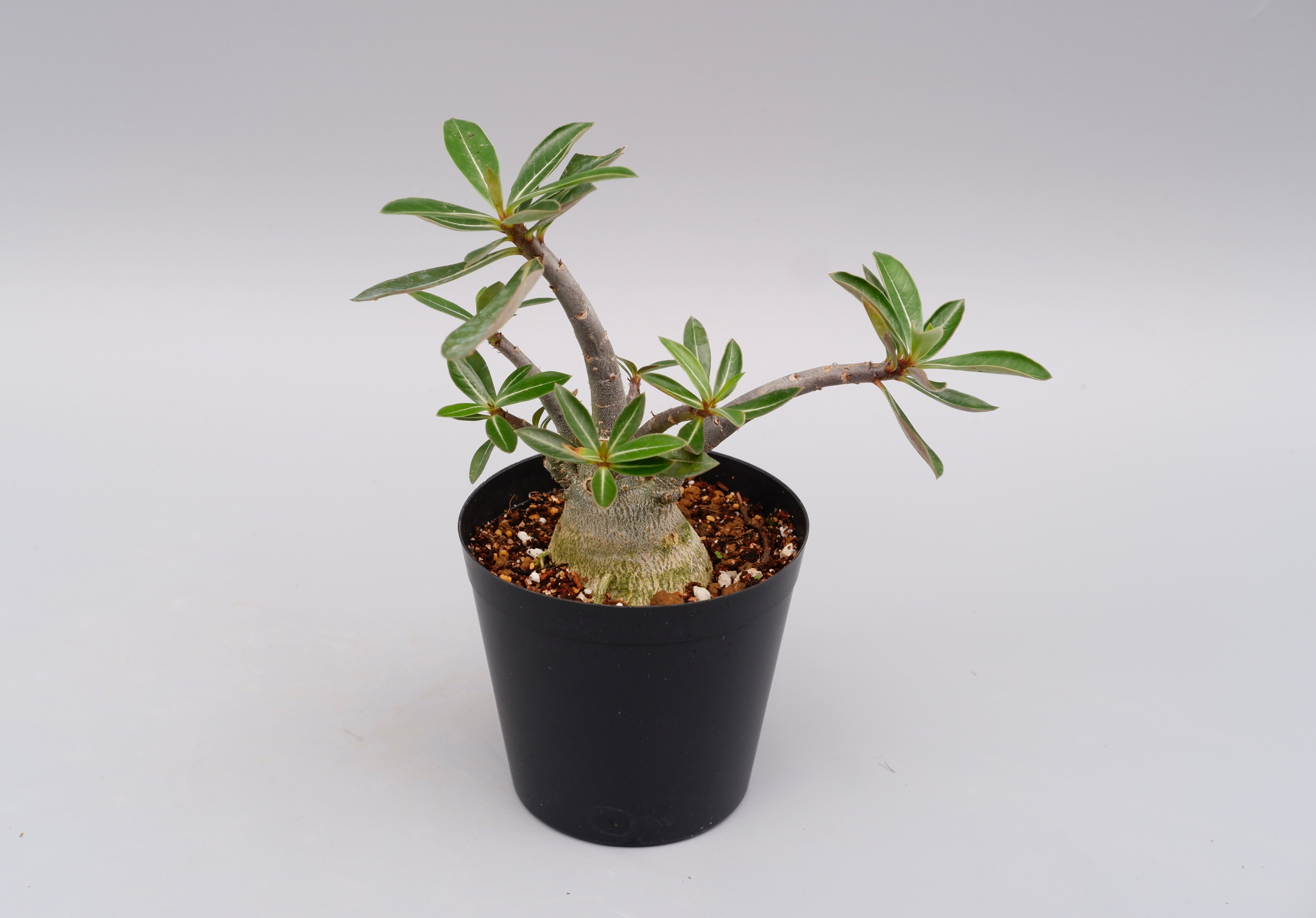 アデニウム ソマレンセ 実生株 Adenium somalense 004 | Sunny B