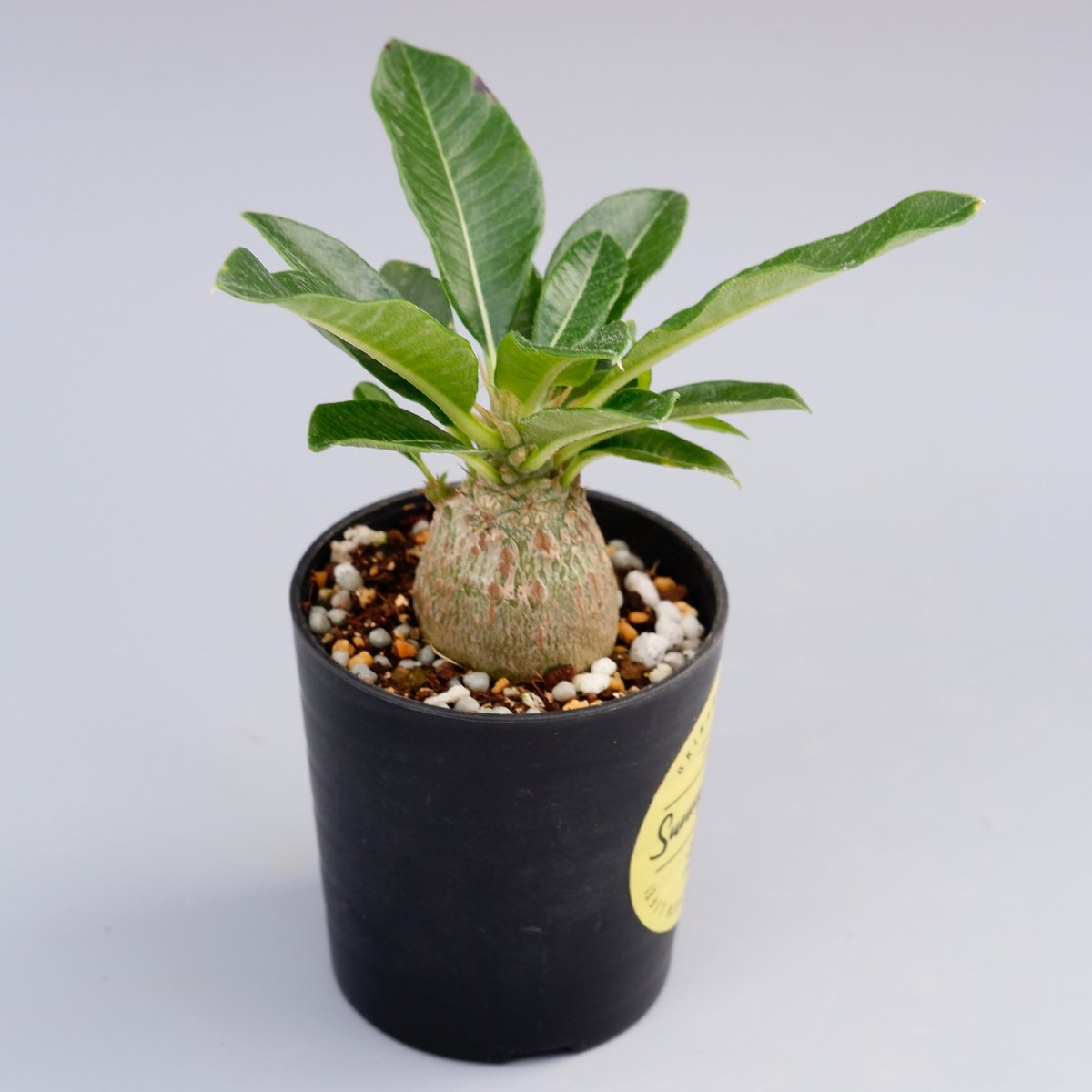 パキポディウム ウィンゾリー 実生株 014 Pachypodium windsorii
