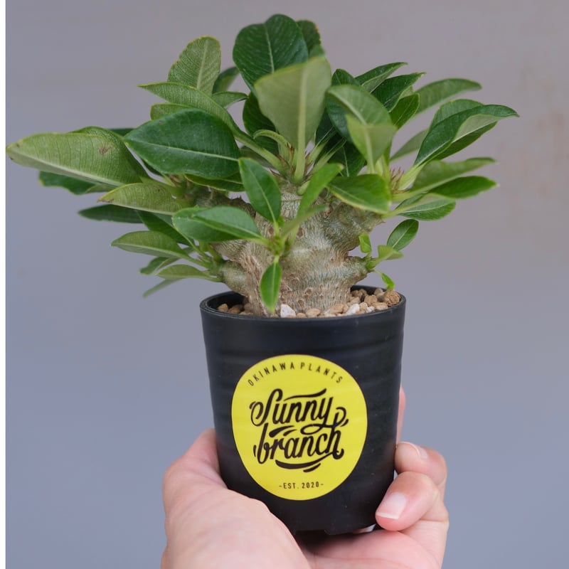 実生株　パキポディウム ウィンゾリー⑥ パキポディウム ウィンゾリー 実生株 096 Pachypodium windsorii |